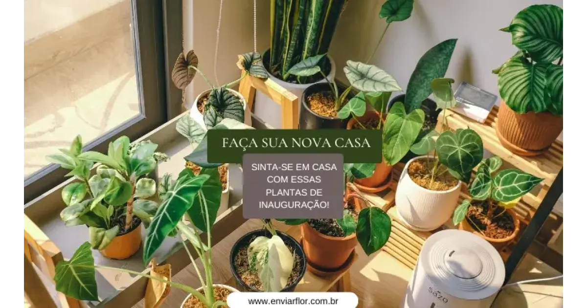 Faça sua nova casa parecer um lar com essas plantas de inauguração!