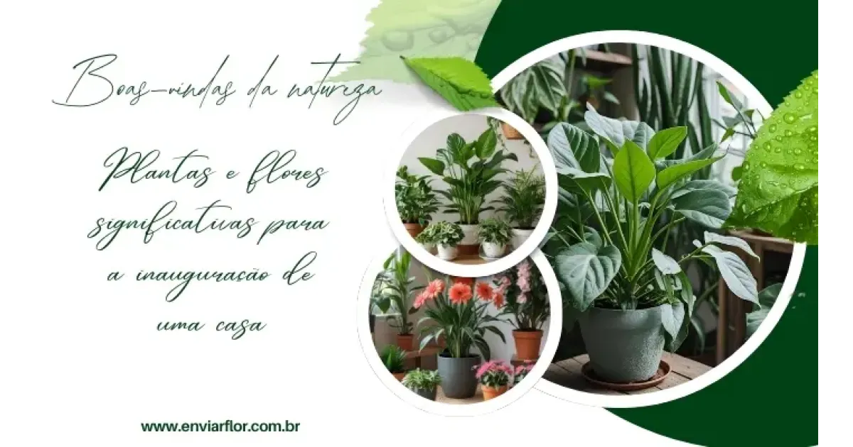 Boas-vindas da natureza: plantas e flores significativas para a inauguração de uma casa