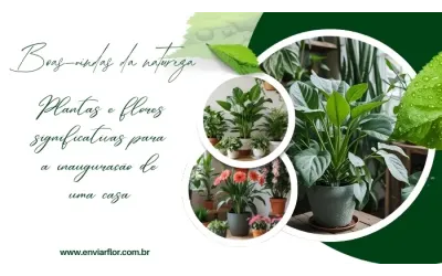 Boas-vindas da natureza: plantas e flores significativas para a inauguração de uma casa
