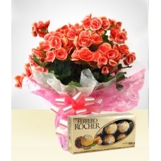 pacote: meu amor