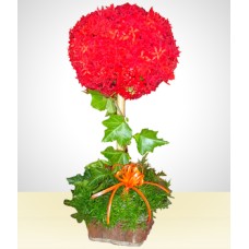 Arranjo de botões de flores