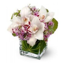 Cube Orchids Fortaleza