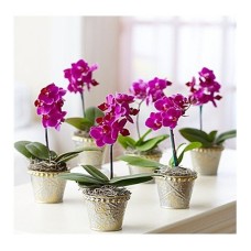 Orquídeas Porto Alegre