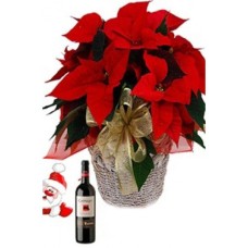 Vinho Poinsétia