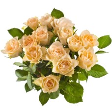 12 Rosas Creme