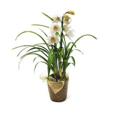 Orquídea Cybidium