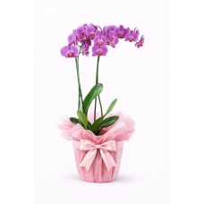 Duo de Orquídeas Rosas