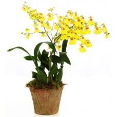 Orquídea Oncidium - 'Chuva de Ouro'