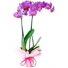 Duo de Orquídeas Rosas