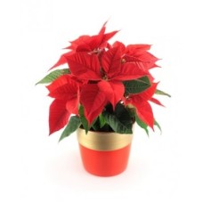 Planta de poinsétia