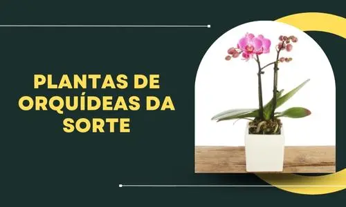Plantas de orquídeas da sorte
