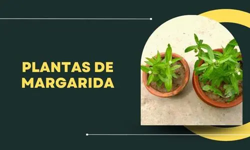 Plantas de Margarida