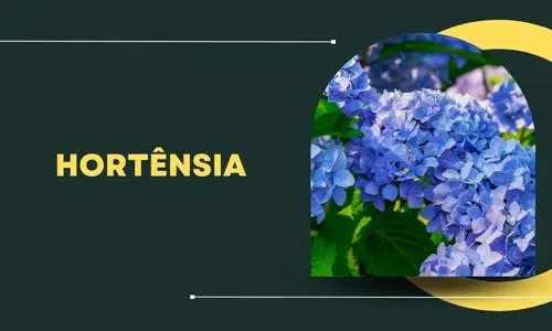 Hortênsia
