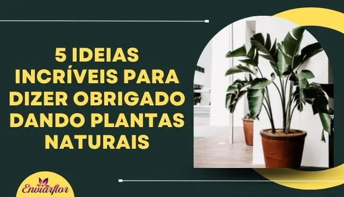 5 Ideias Incríveis Para Dizer Obrigado Dando Plantas Naturais