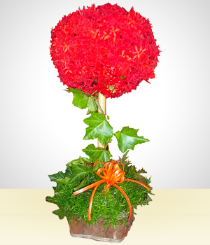 Arranjo de botões de flores